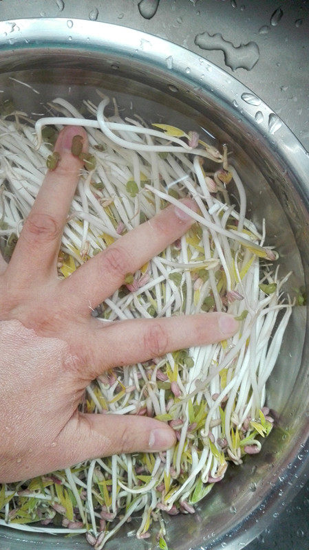 炝拌绿豆芽步骤3