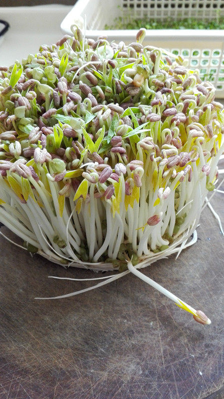 炝拌绿豆芽步骤1