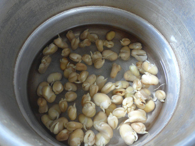 辣味蚕豆芽步骤4