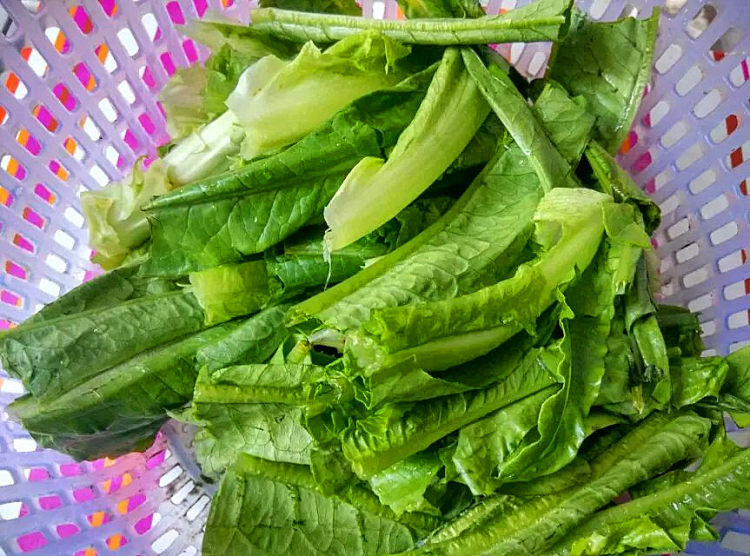 蚝油油麦菜步骤2