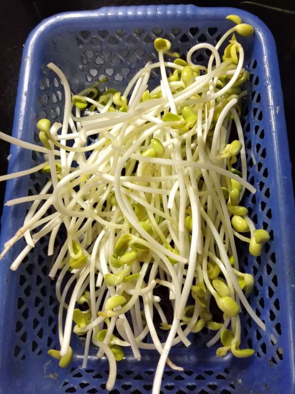 凉拌黄豆芽步骤2