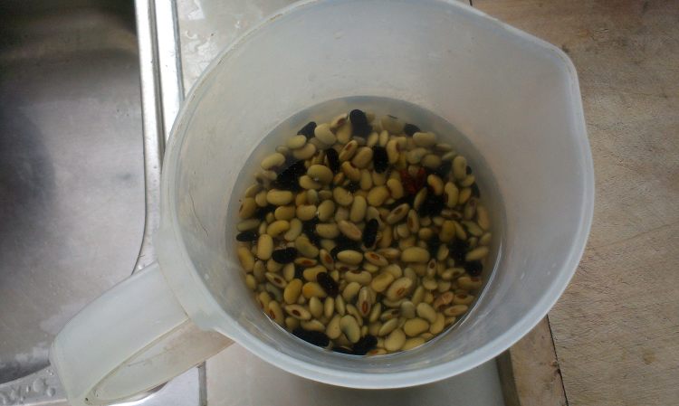 生豆芽步骤1