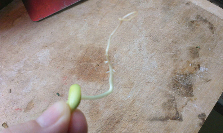 生豆芽步骤4