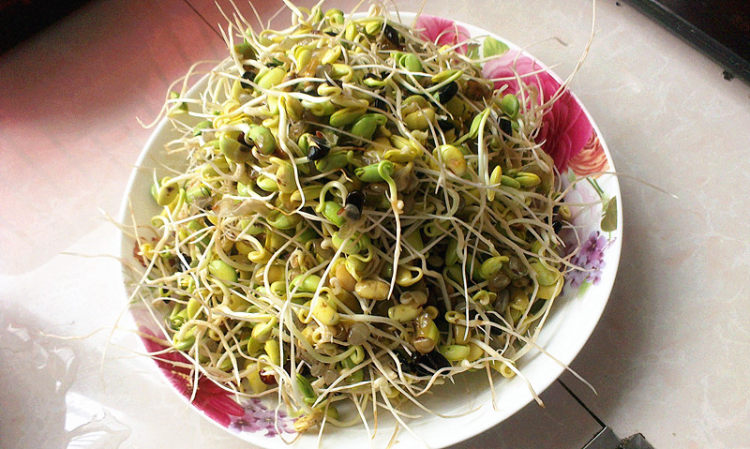 生豆芽步骤5