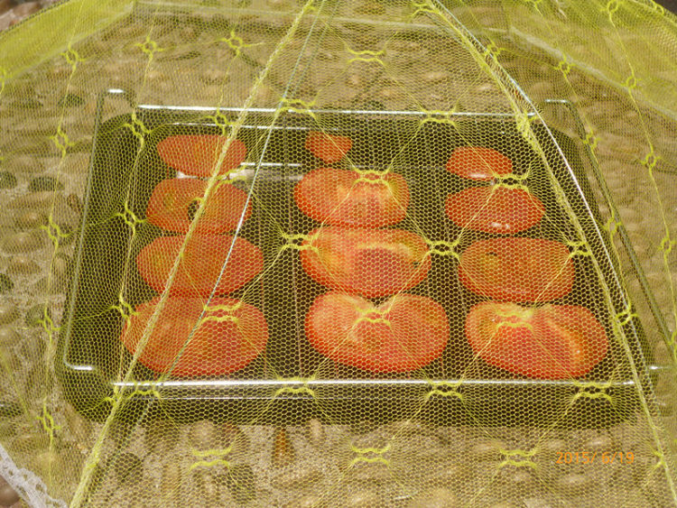 【手工美食】西红柿干步骤4