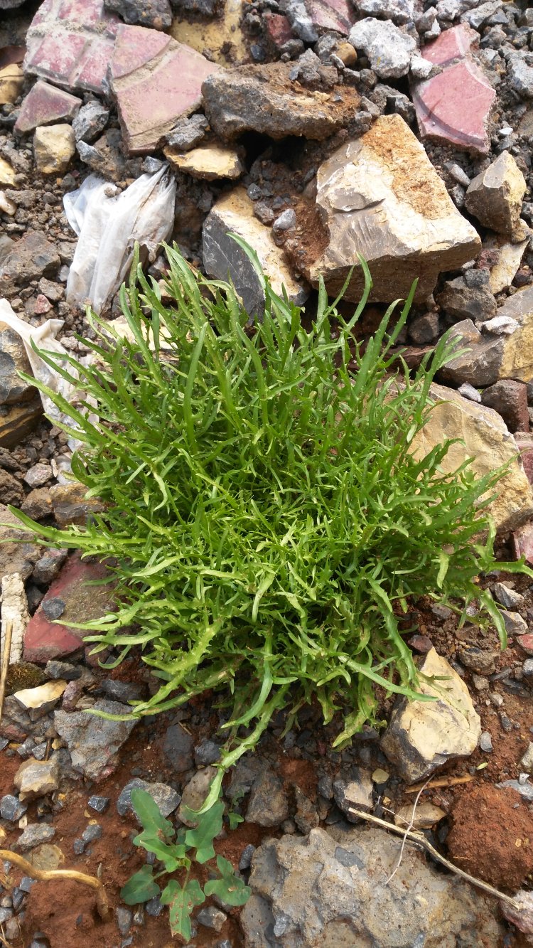 凉拌野生苦菊步骤1