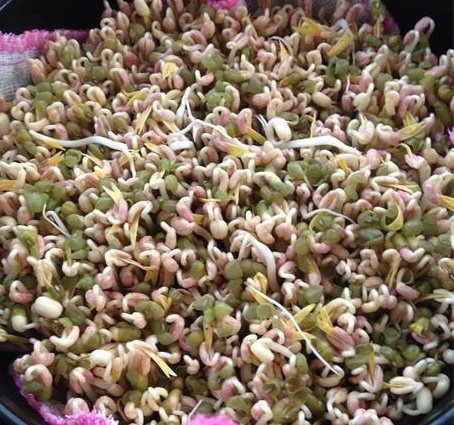 空气炸锅巧发绿豆芽步骤14