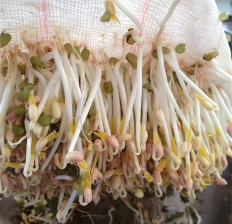 空气炸锅巧发绿豆芽步骤15