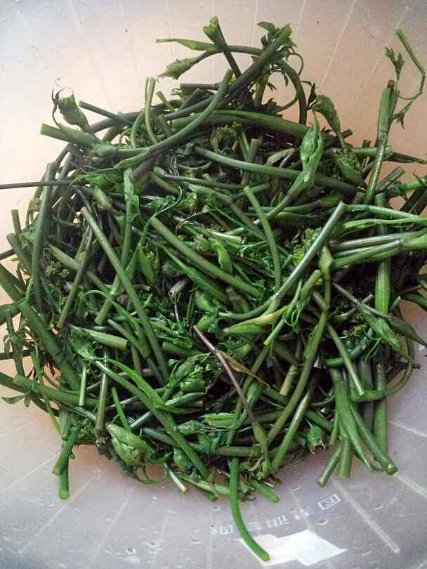 凉拌沙参苔步骤6