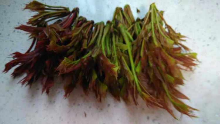 凉拌香椿芽步骤1