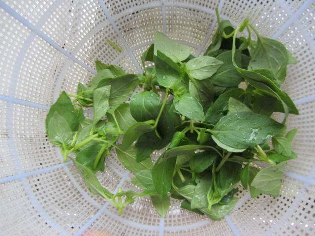 荆芥拌紫甘蓝步骤4