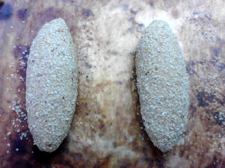 全麦红糖小麦胚芽面包步骤12