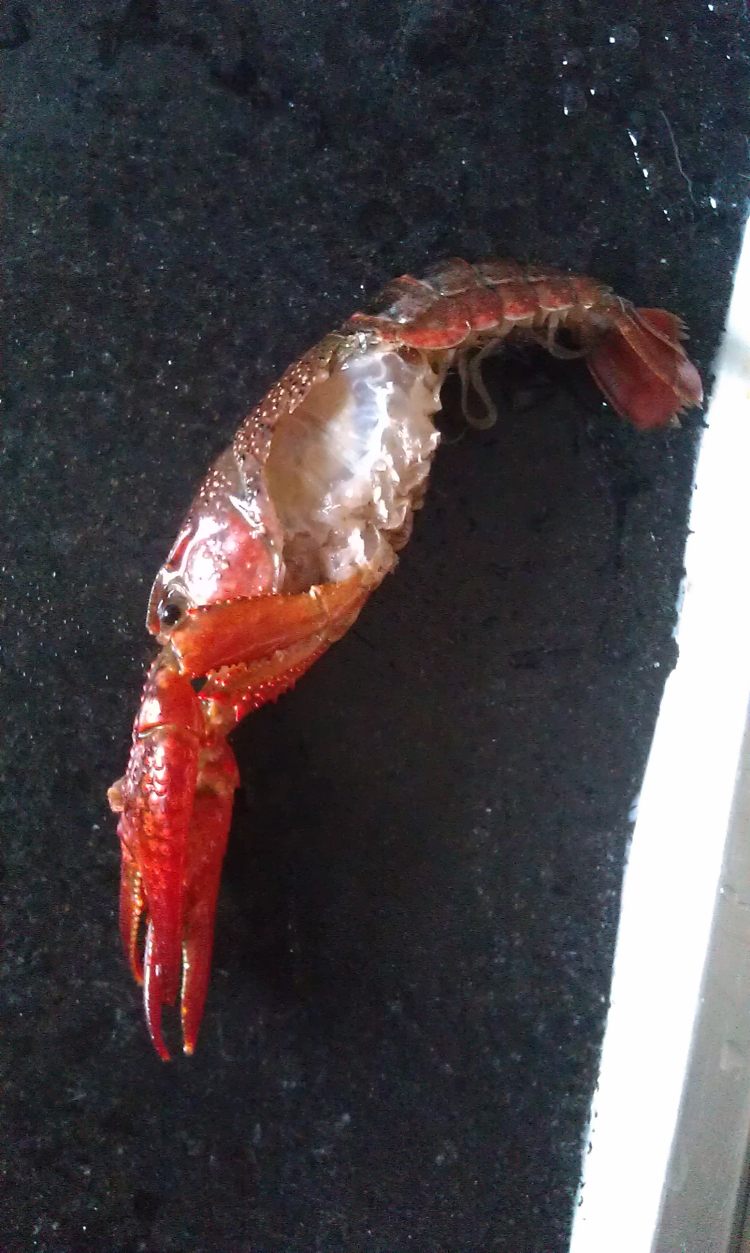 小龙虾步骤2