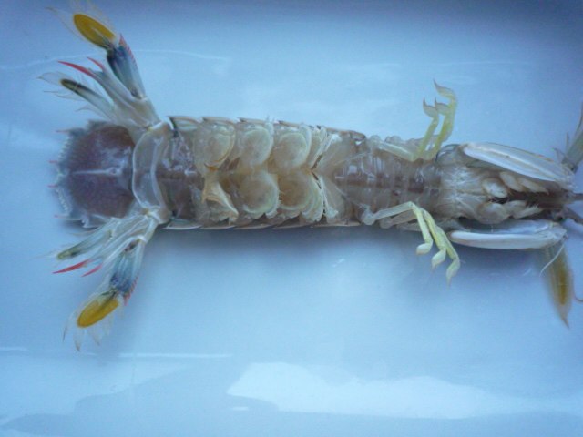 盐水皮皮虾步骤3