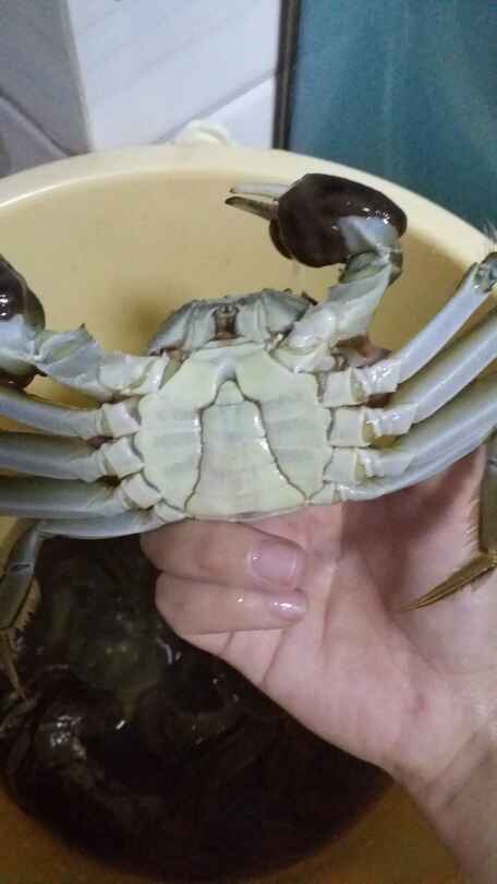 清蒸大闸蟹步骤4