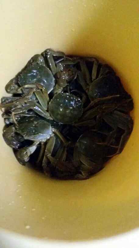 清蒸大闸蟹步骤3