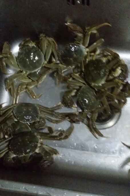 清蒸大闸蟹步骤1