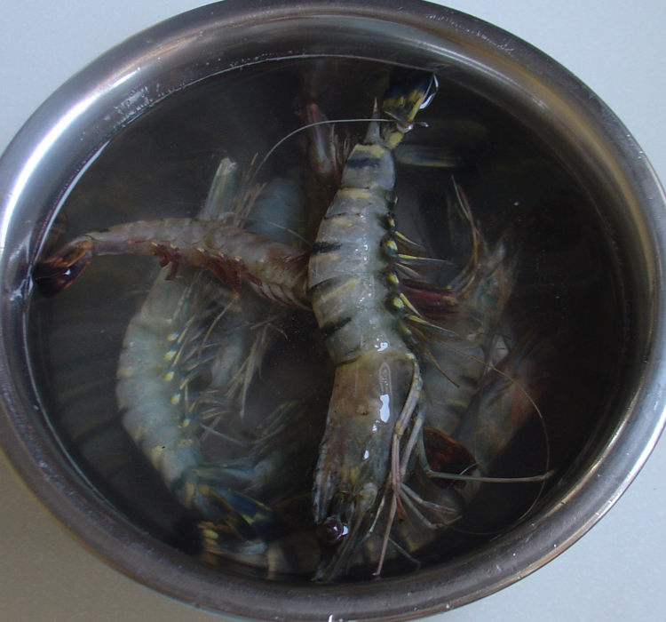 开背蒜蓉虾步骤1