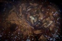 扁豆焖饭步骤4