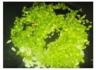 牛肉芹菜炒饭步骤11