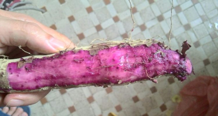 紫淮山鸡腿粥步骤1
