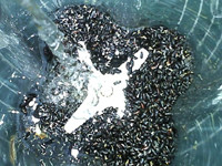黑糯米芝麻糊步骤7