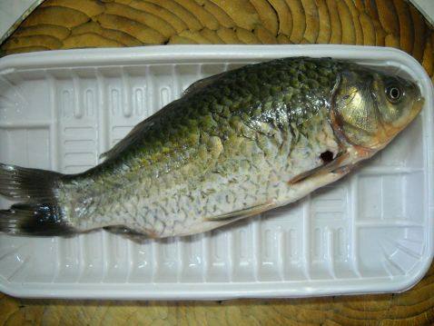 野生鲜鲫鱼焖面步骤1