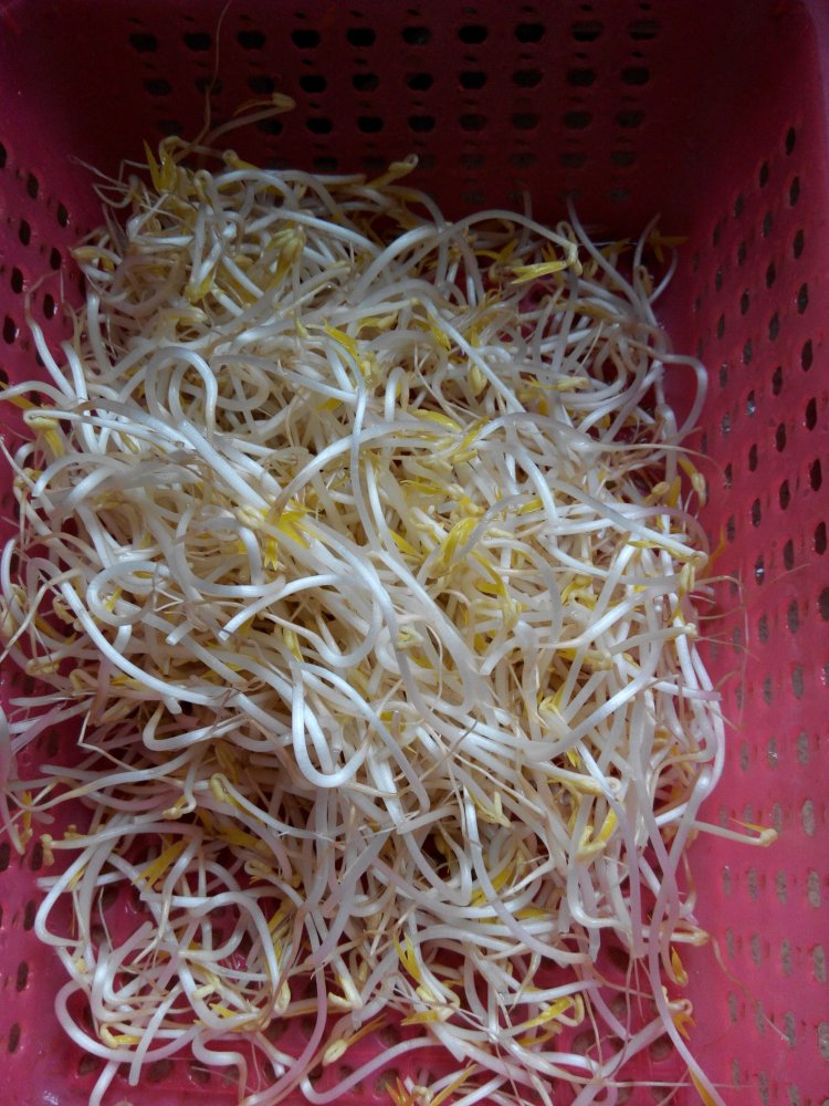 豆芽炒河粉步骤4