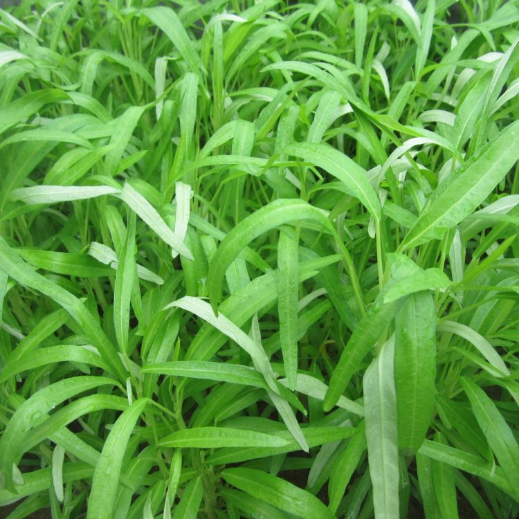 空心菜焖米粉步骤1