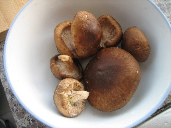 彩色猫耳朵步骤18