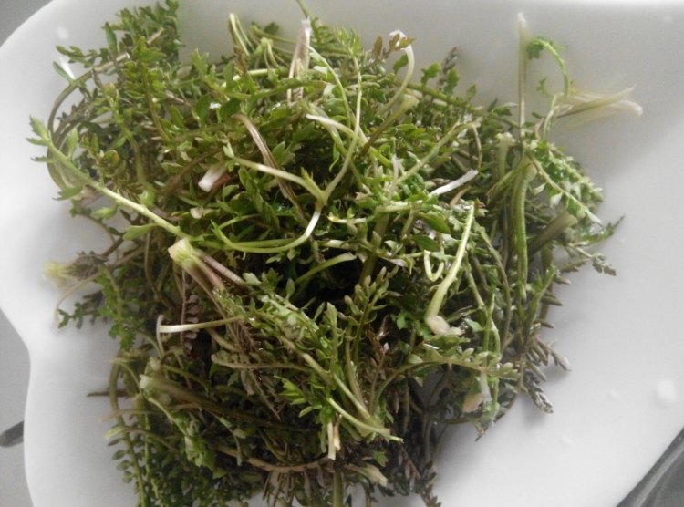 荠菜鸡蛋软饼步骤2