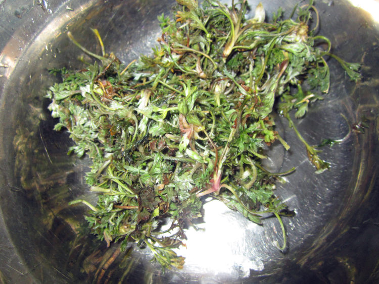 白蒿鸡蛋饼步骤1