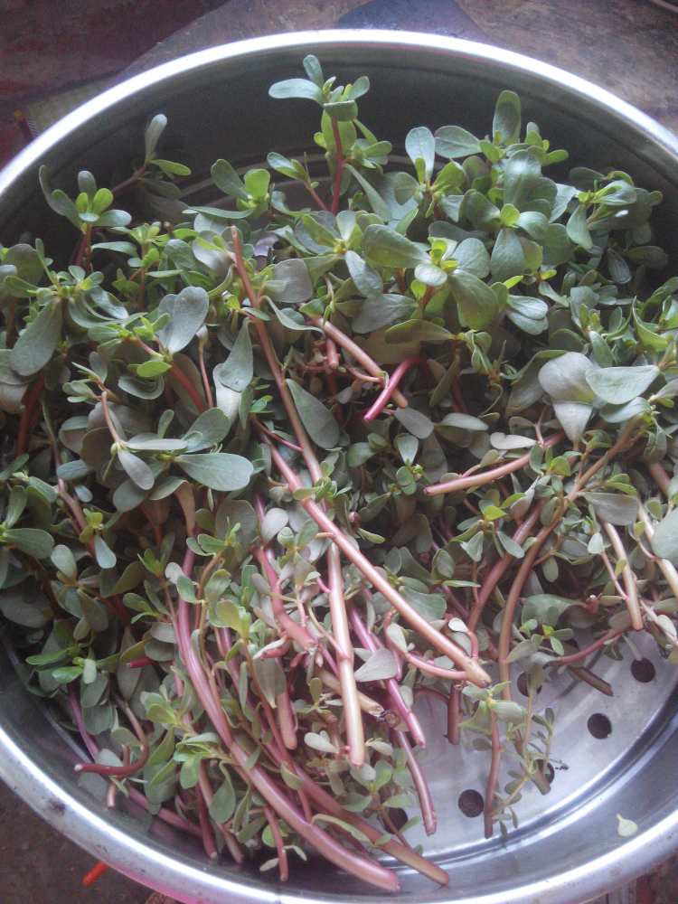 马齿苋菜饼步骤1