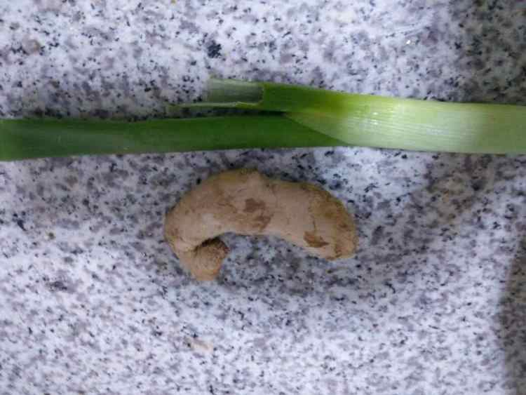 酸菜水饺步骤3