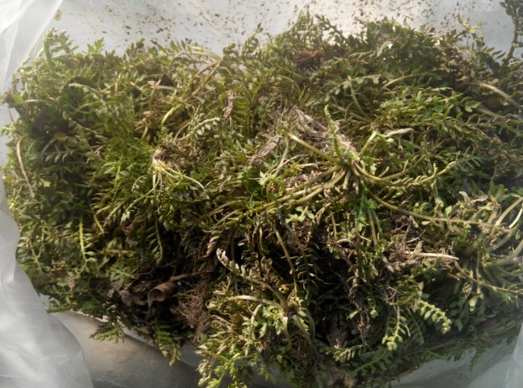 野荠菜猪肉馅水饺步骤2