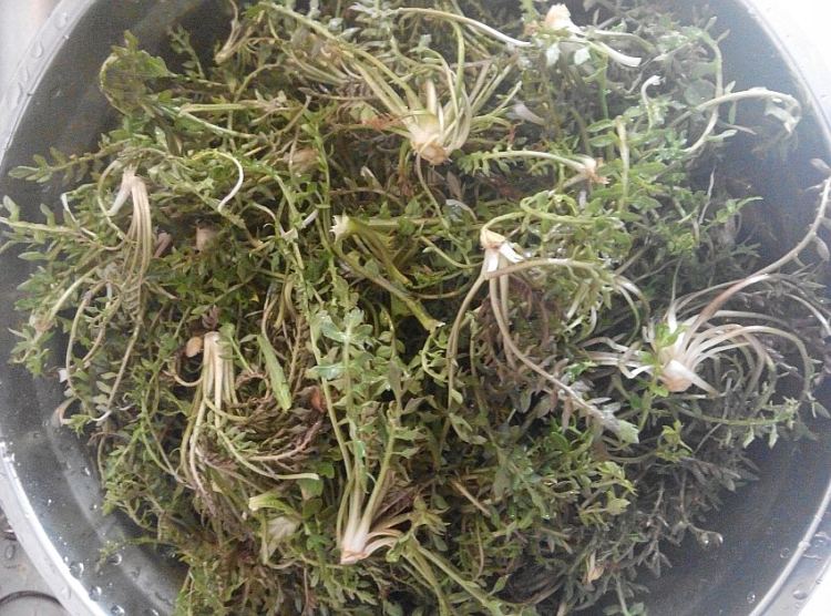 野荠菜猪肉馅水饺步骤3