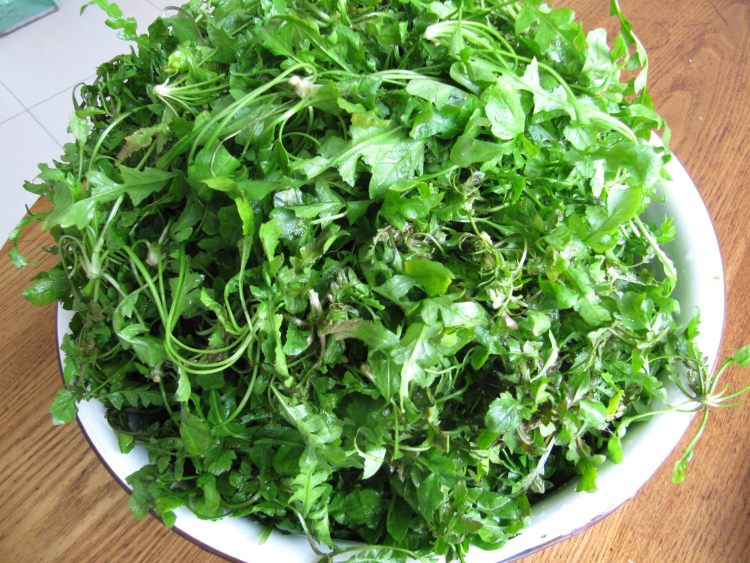 秋荠菜猪肉水饺步骤1