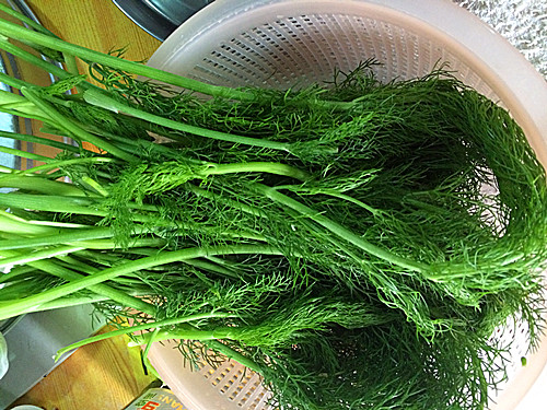 茴香素水饺步骤1