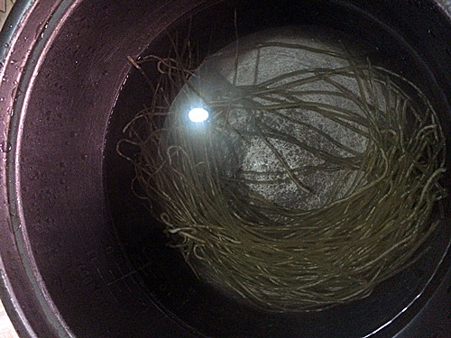 茴香素水饺步骤3