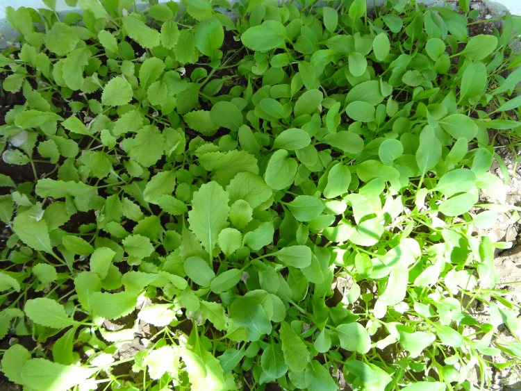 草菇青菜饺子步骤2