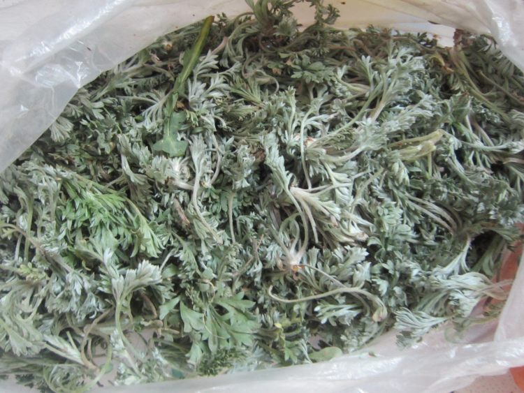 蒸白毫步骤1