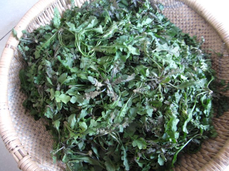 秋荠菜猪肉包子步骤1