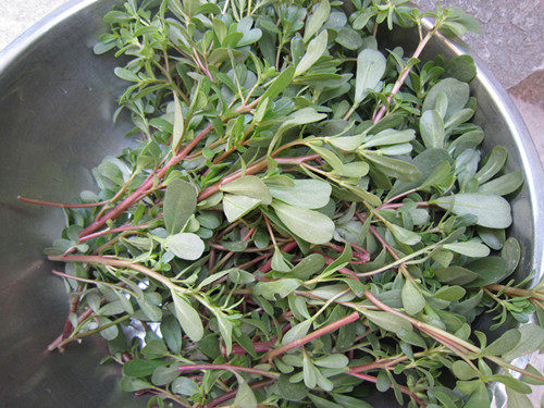 马齿笕野菜蒸包步骤1