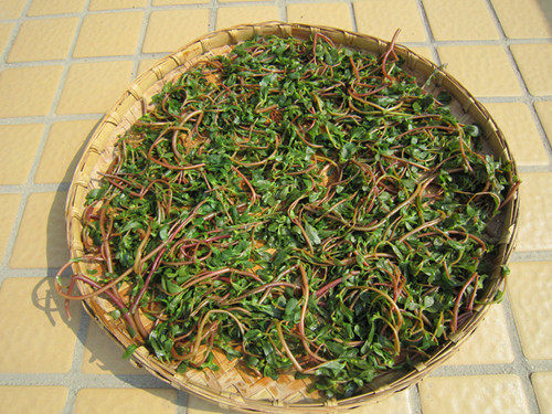 马齿笕野菜蒸包步骤3