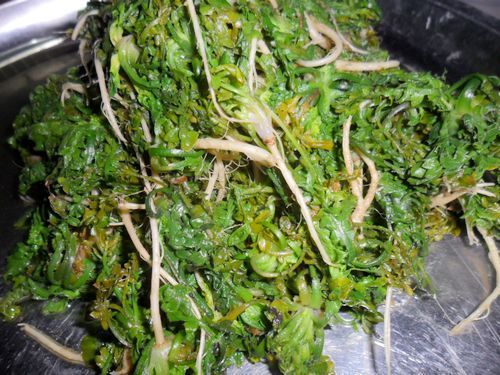 荠菜水煎包步骤2