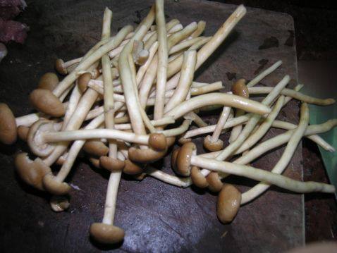 茶树菇肉包步骤2
