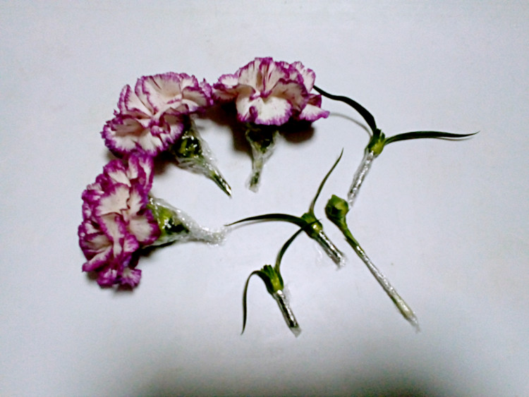木糖醇鲜花蛋糕步骤3
