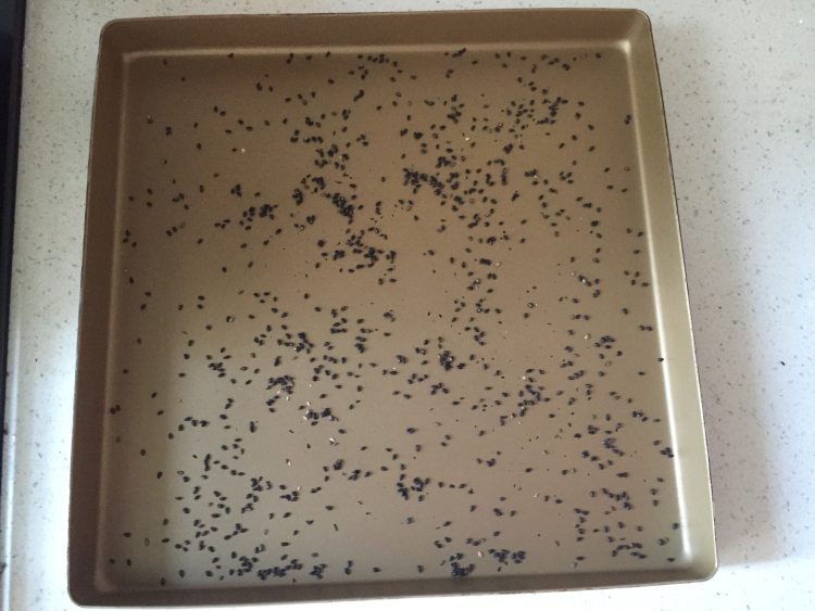 黑芝麻戚风蛋糕步骤9