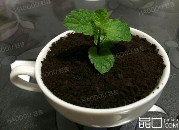 酸奶盆栽