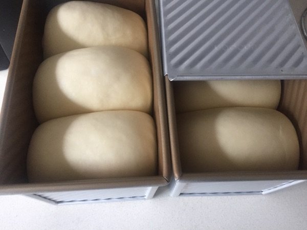 烫种牛奶吐司步骤14